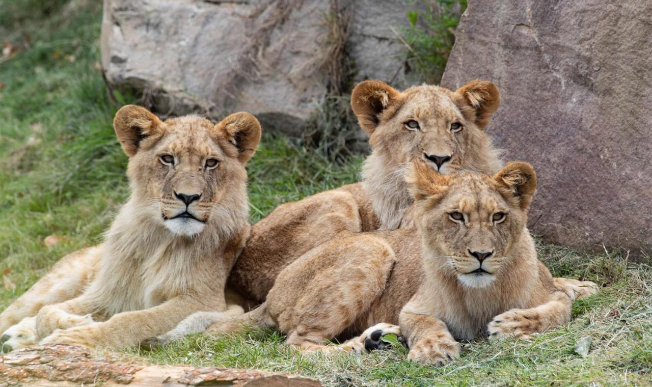 Le Chant Des Oiseaux, 3Km Du Zoo De Beauval, Parking Gratuit ,Wifi Et Netflix Gratuits Saint-Aignan  Exterior photo